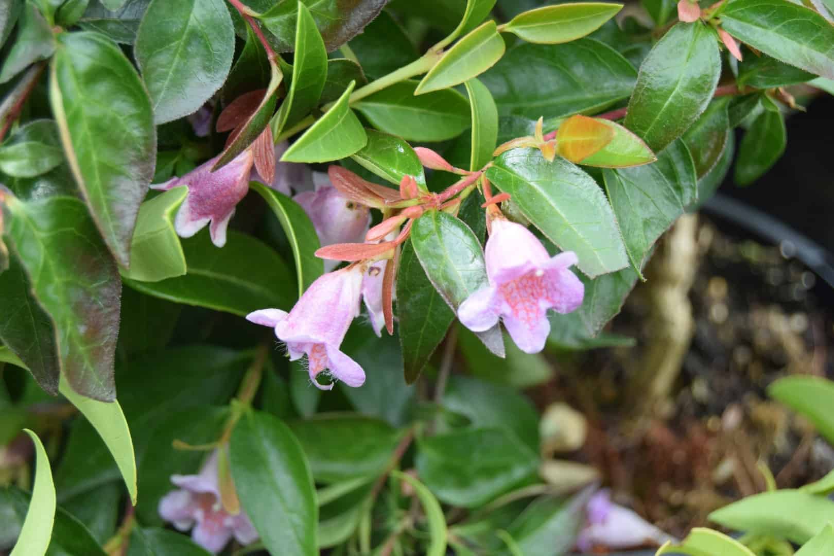 Abelia 'Edward Goucher'